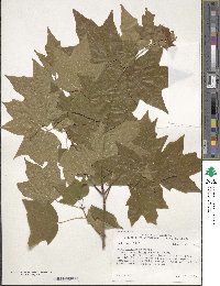 Acer leucoderme image