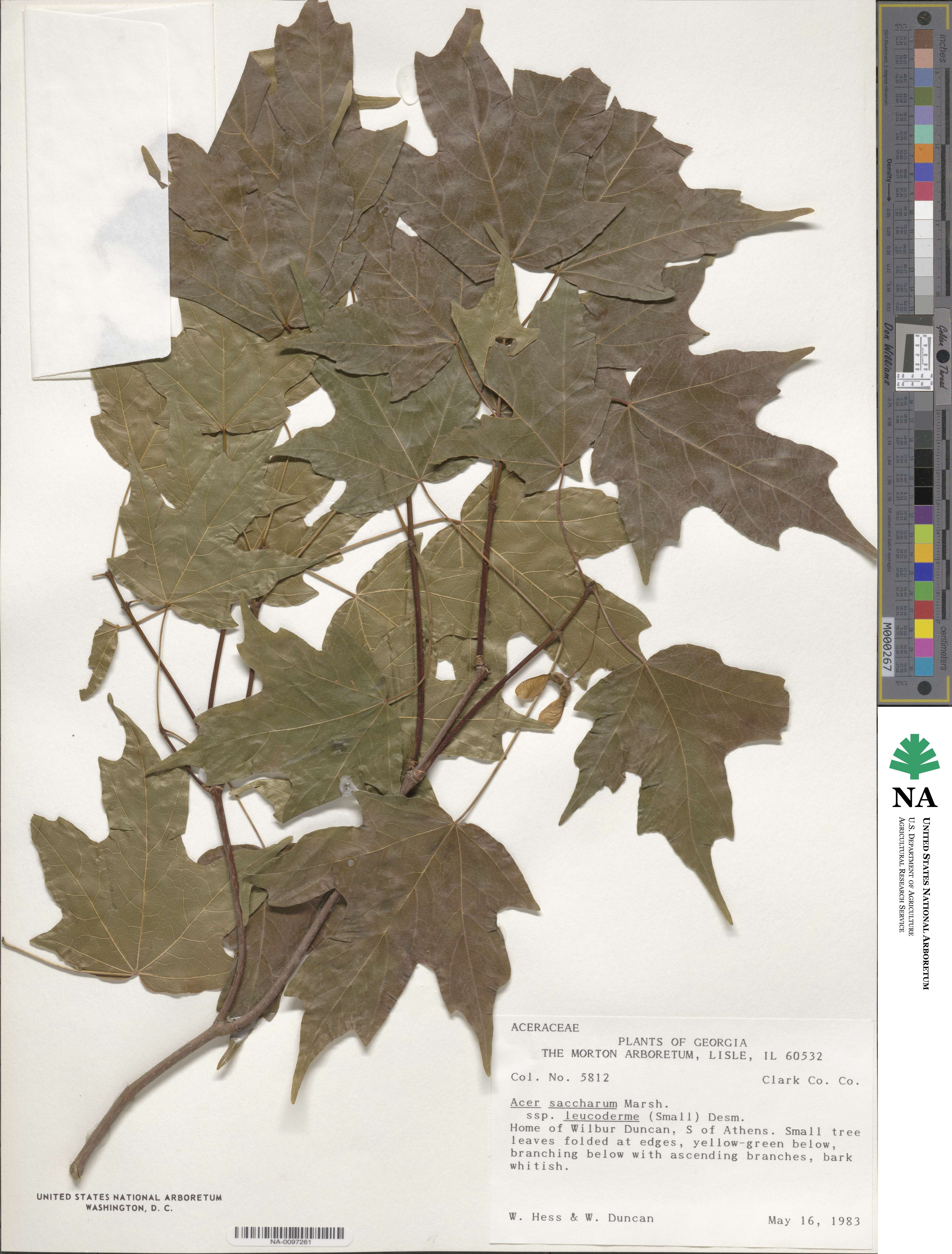 Acer leucoderme image