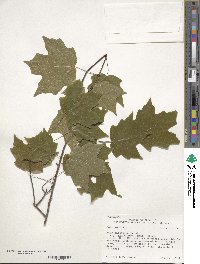 Acer leucoderme image