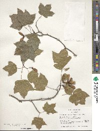 Acer leucoderme image