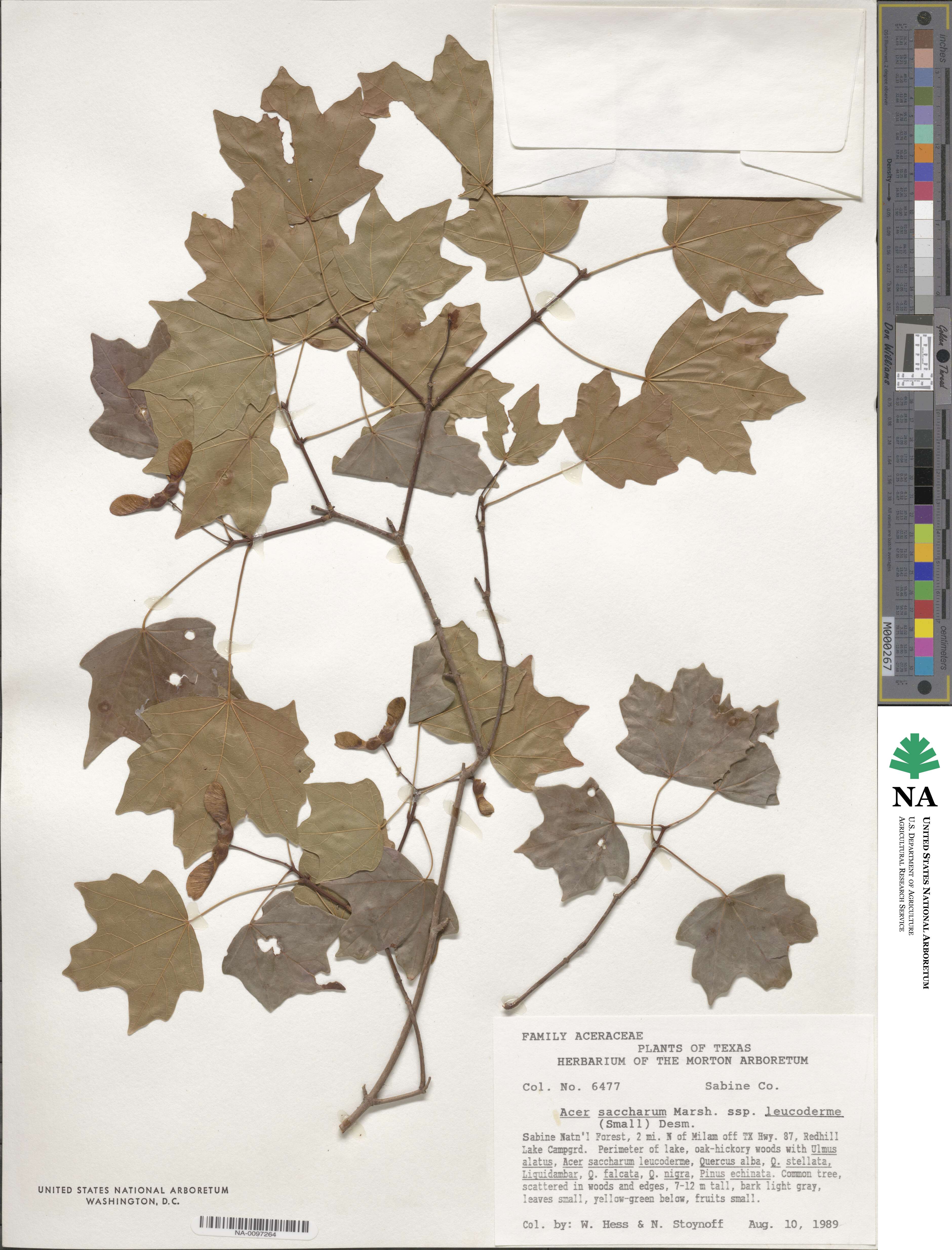 Acer leucoderme image