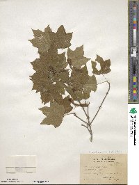 Acer leucoderme image