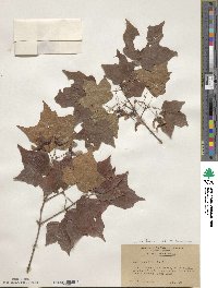 Acer leucoderme image