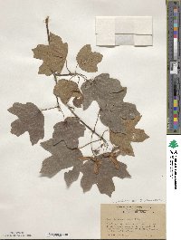 Acer leucoderme image