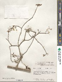 Acer leucoderme image