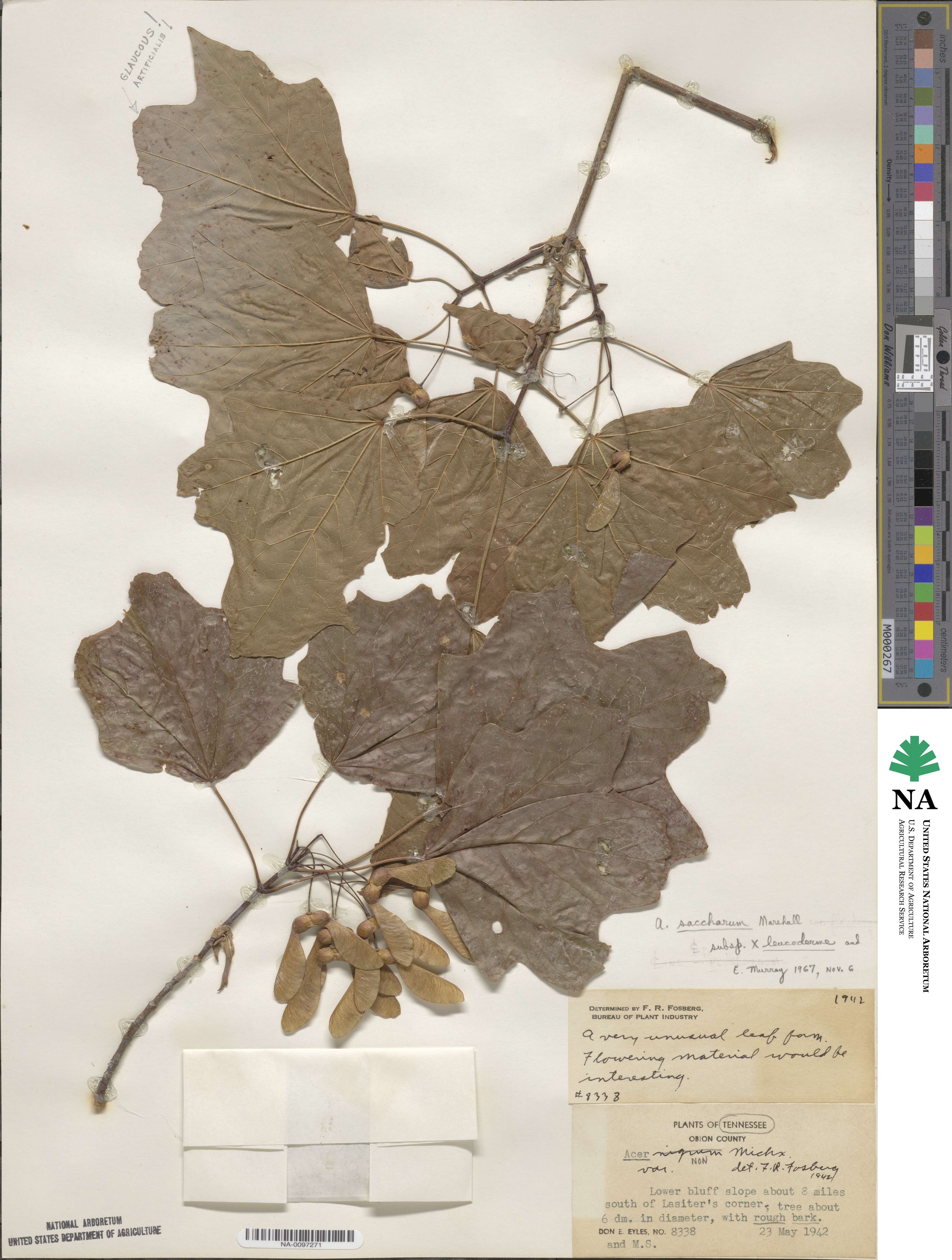 Acer leucoderme image