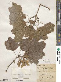 Acer leucoderme image