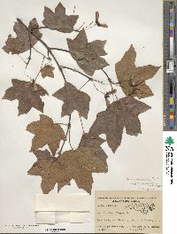 Acer leucoderme image