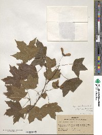 Acer leucoderme image