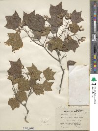 Acer leucoderme image