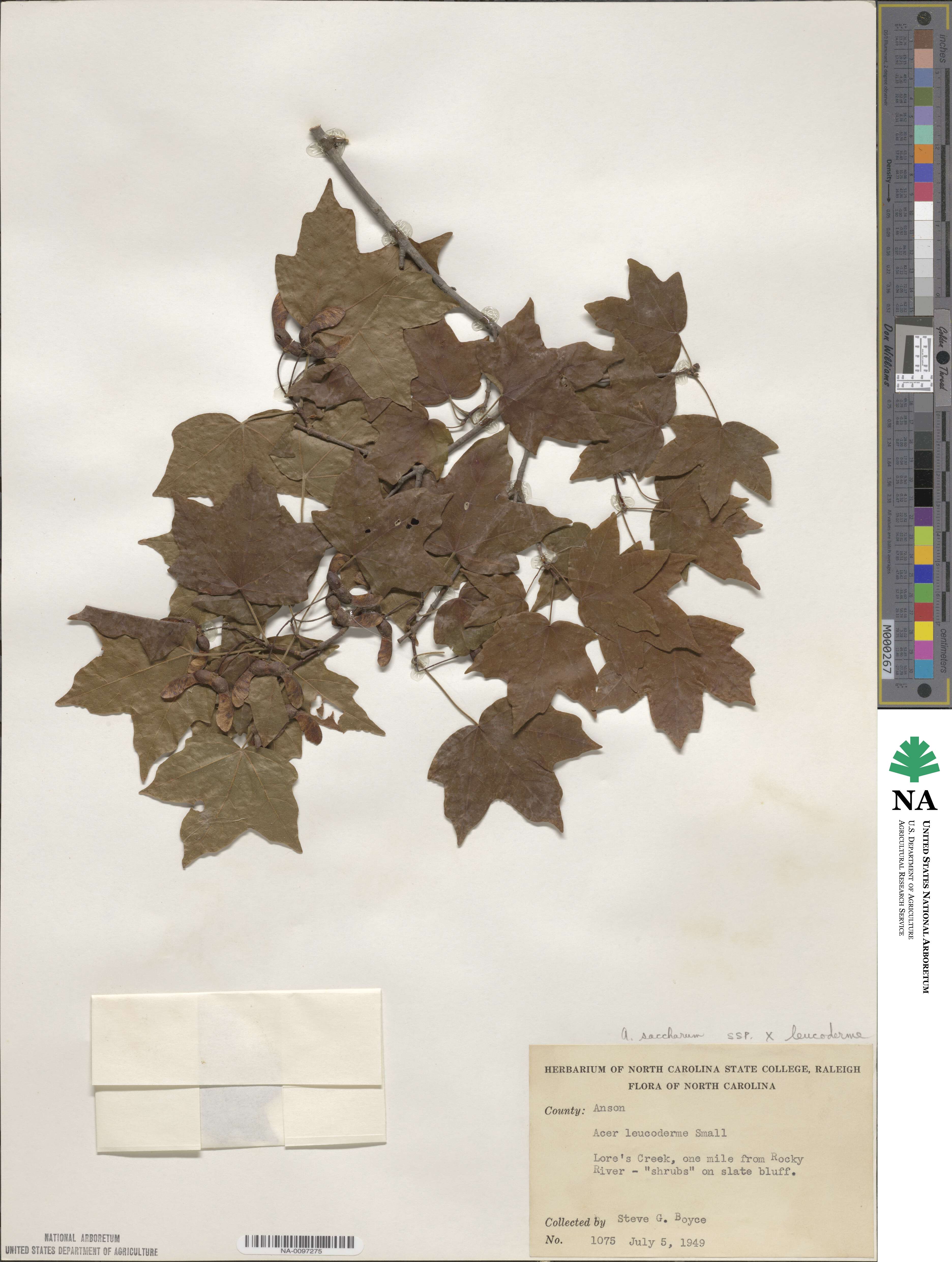 Acer leucoderme image