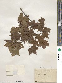 Acer leucoderme image