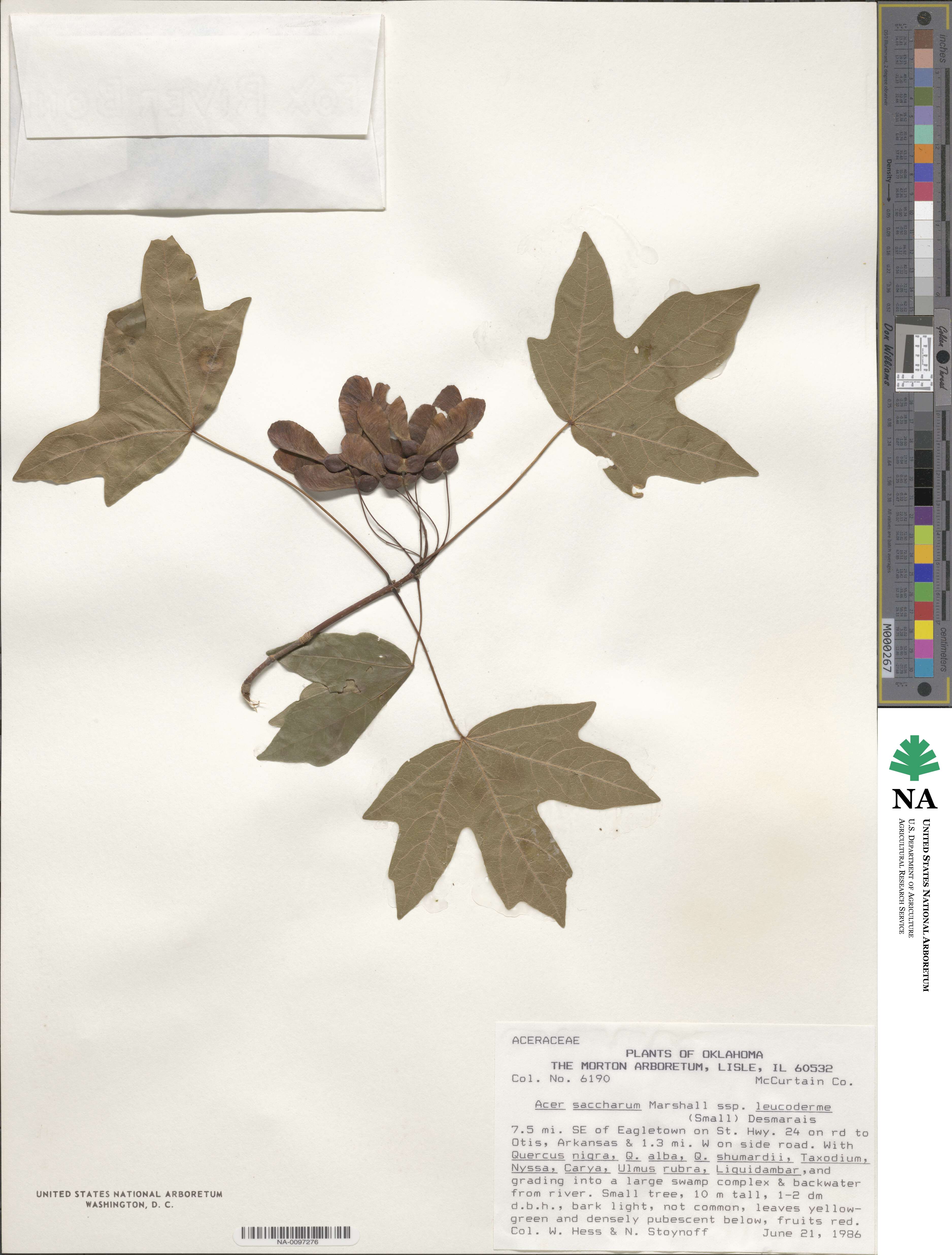 Acer leucoderme image