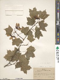 Acer leucoderme image