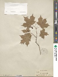 Acer leucoderme image