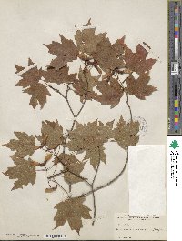 Acer leucoderme image