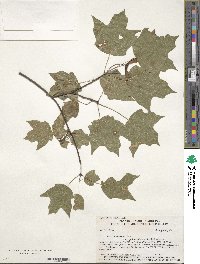 Acer leucoderme image