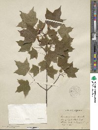 Acer leucoderme image