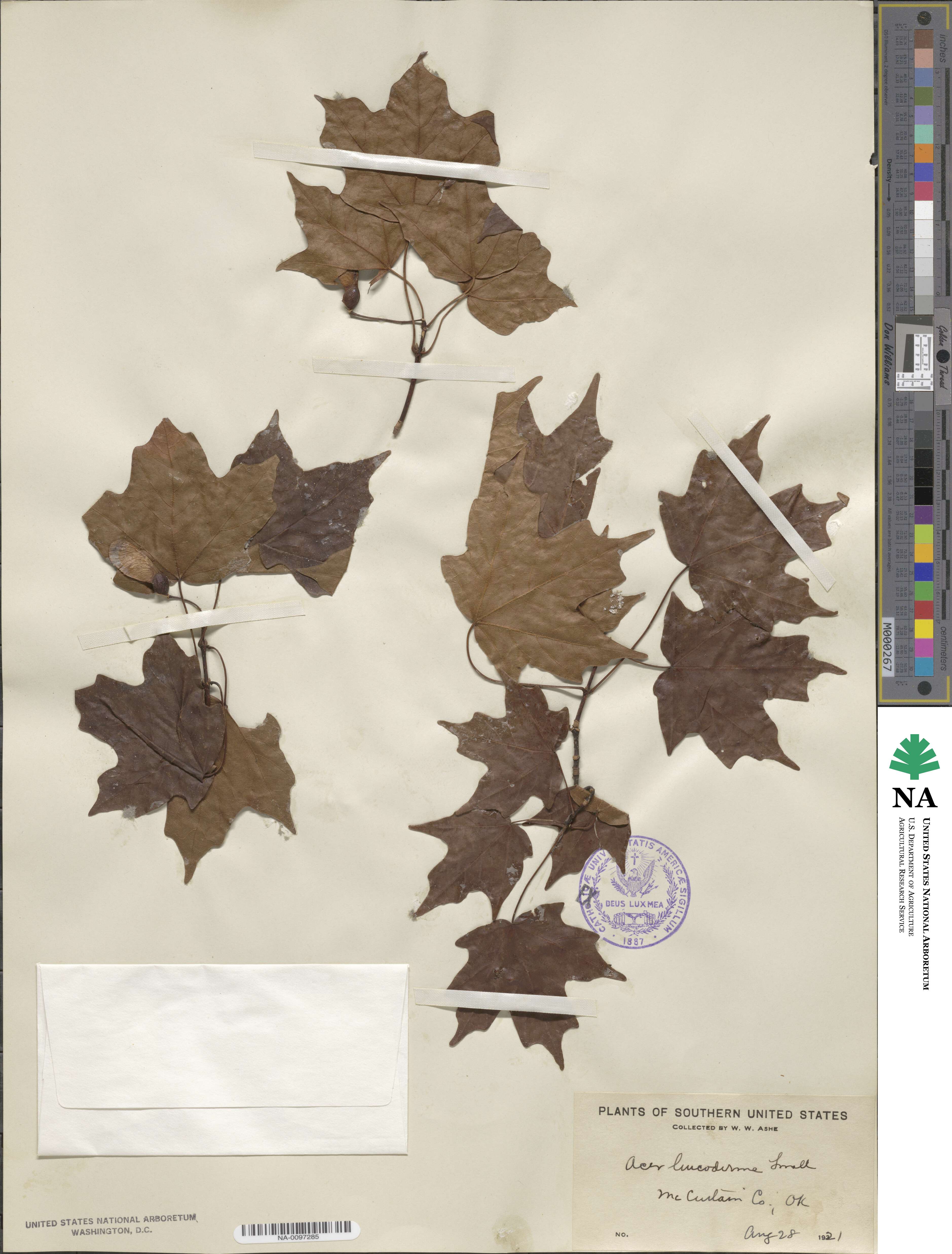 Acer leucoderme image