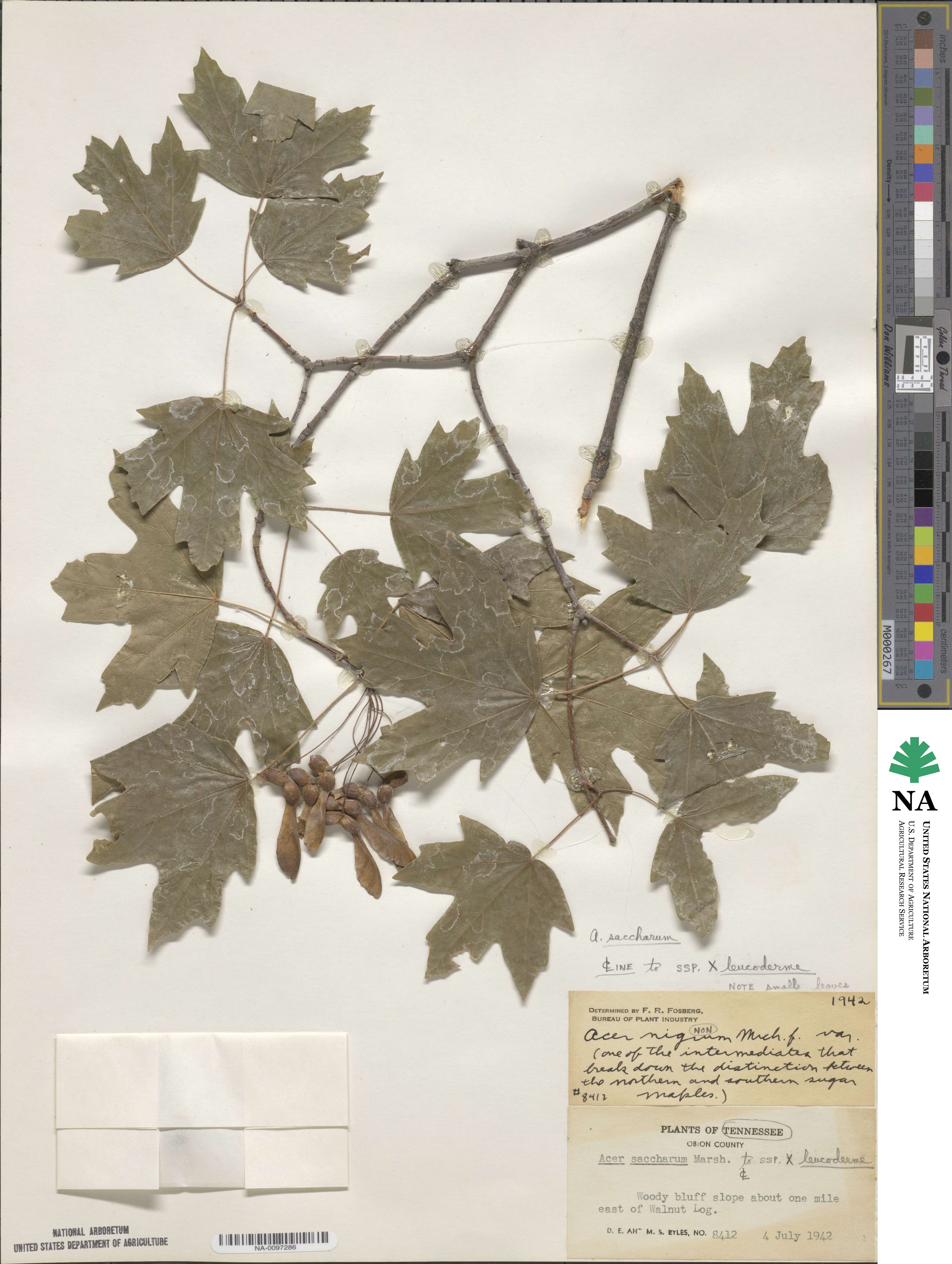 Acer leucoderme image