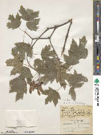 Acer leucoderme image