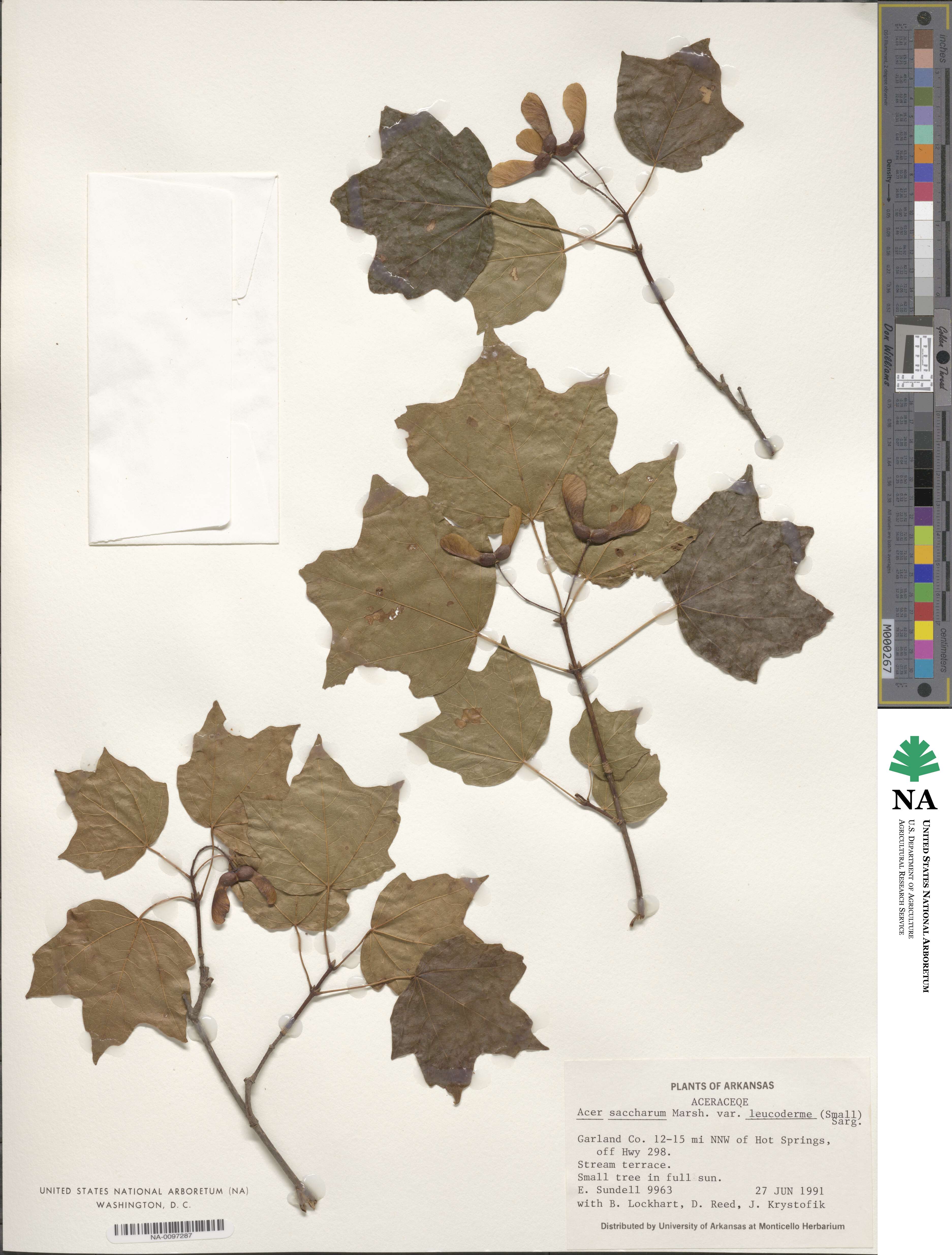 Acer leucoderme image