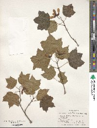 Acer leucoderme image