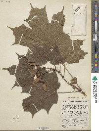 Acer nigrum image