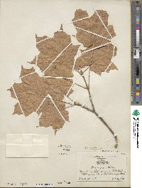 Acer nigrum image