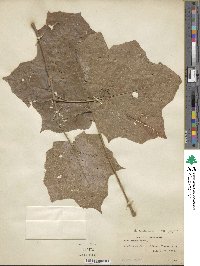 Acer nigrum image