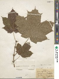 Acer nigrum image