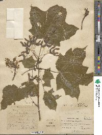 Acer nigrum image