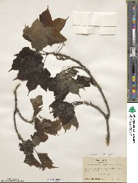 Acer nigrum image