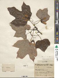 Acer nigrum image