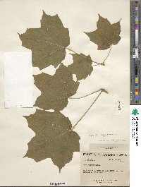 Acer nigrum image