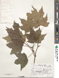 Acer nigrum image