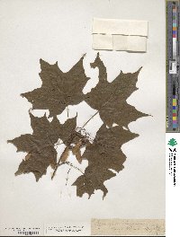 Acer nigrum image