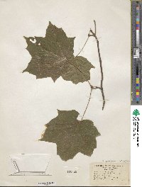 Acer nigrum image