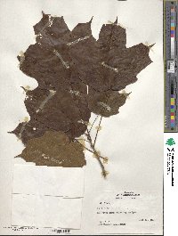 Acer nigrum image