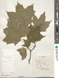 Acer nigrum image