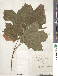 Acer nigrum image