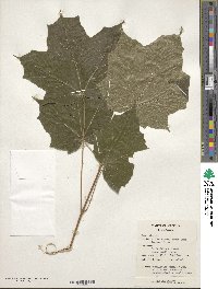 Acer nigrum image