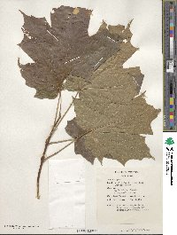 Acer nigrum image