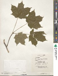 Acer nigrum image