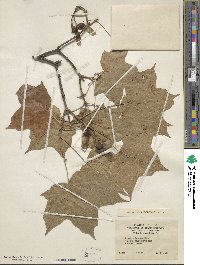 Acer nigrum image