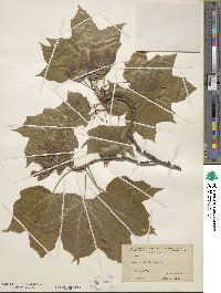 Acer nigrum image