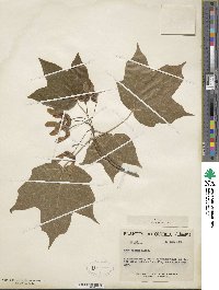 Acer nigrum image