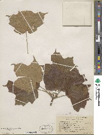 Acer nigrum image