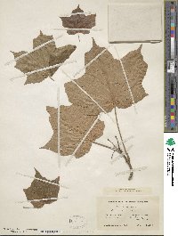 Acer nigrum image