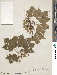 Acer nigrum image